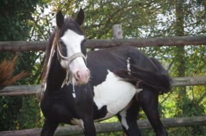PonyBelle